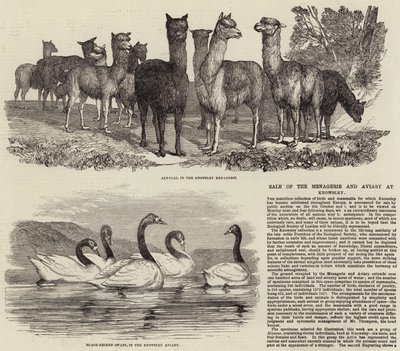 Vente de la ménagerie et de la volière à Knowsley - English School